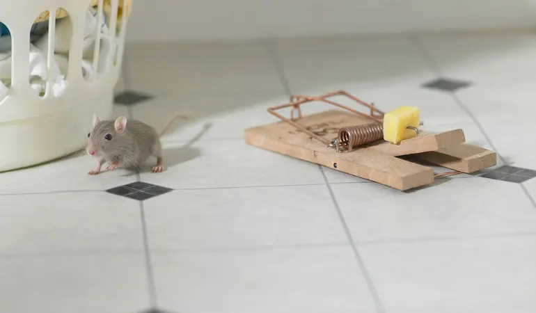 مكافحة الفئران: 7 طرق احترافية للتخلص من القوارض نهائياً وحماية أسرتك