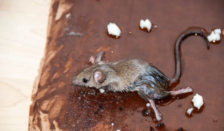 مكافحة الفئران: 7 طرق احترافية للتخلص من القوارض نهائياً وحماية أسرتك