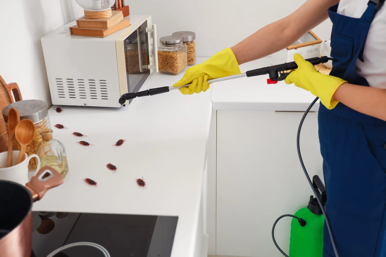 ابادة الصراصير التجمع الخامس: 7 خطوات لضمان القضاء النهائي على الصراصير