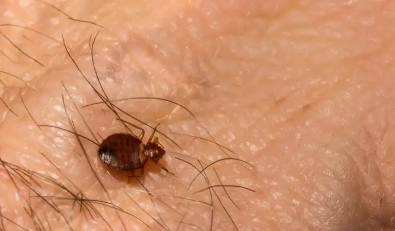 شركة مكافحة البق التجمع الخامس: 7 علامات خفية تؤكد وجود بق الفراش في غرفة نومك