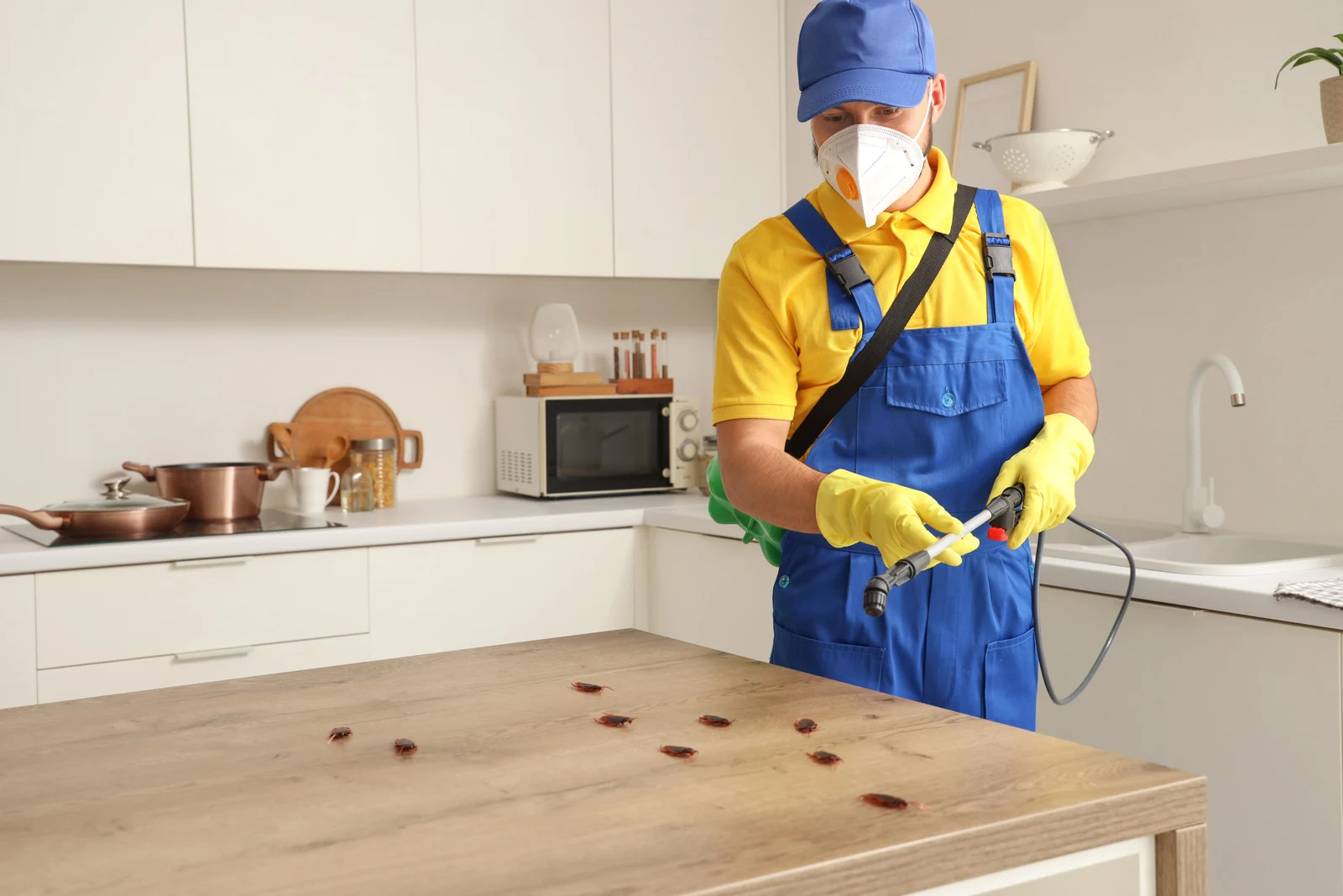 شركة ابادة الصراصير التجمع الخامس: 5 أسباب خفية تجعل فيلتك بيئة مثالية لتكاثر الحشرات