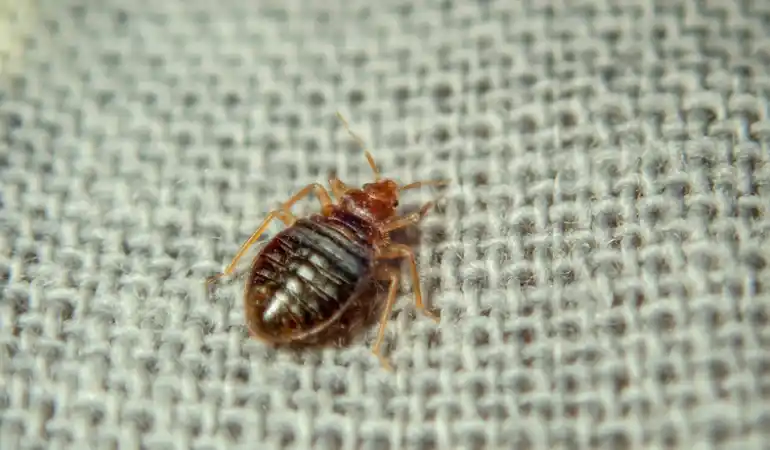 مكافحة بق التجمع الخامس: 5 تقنيات ألمانية حديثة تضمن القضاء النهائي على البق