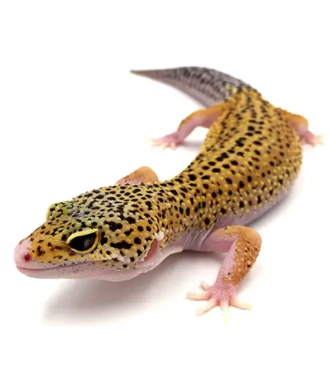 مكافحة الأبراص