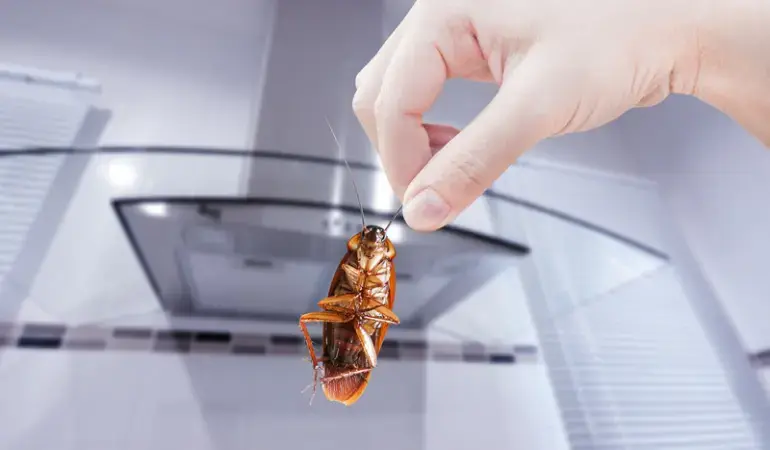 مكافحة الصراصير