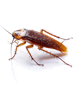 مكافحة الصراصير