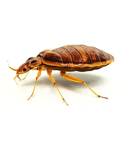 مكافحة بق الفراش